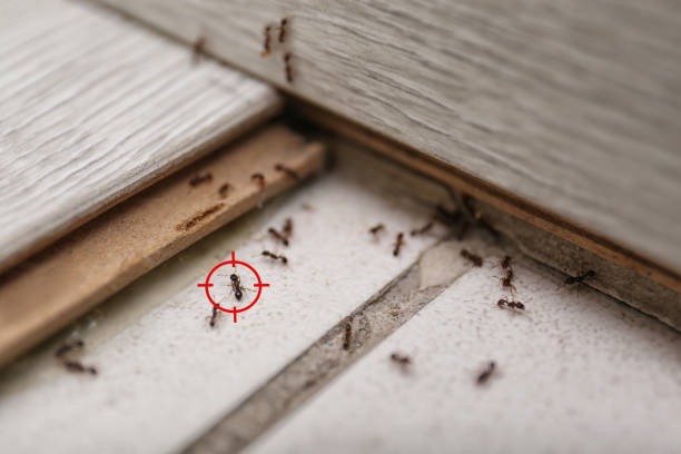 Best Flea Control Services  in Dimondale, MI