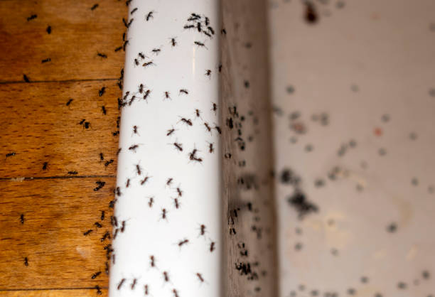 Best Pest Control Near Me  in Dimondale, MI