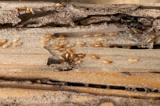 Best Pest Control Near Me in Dimondale, MI